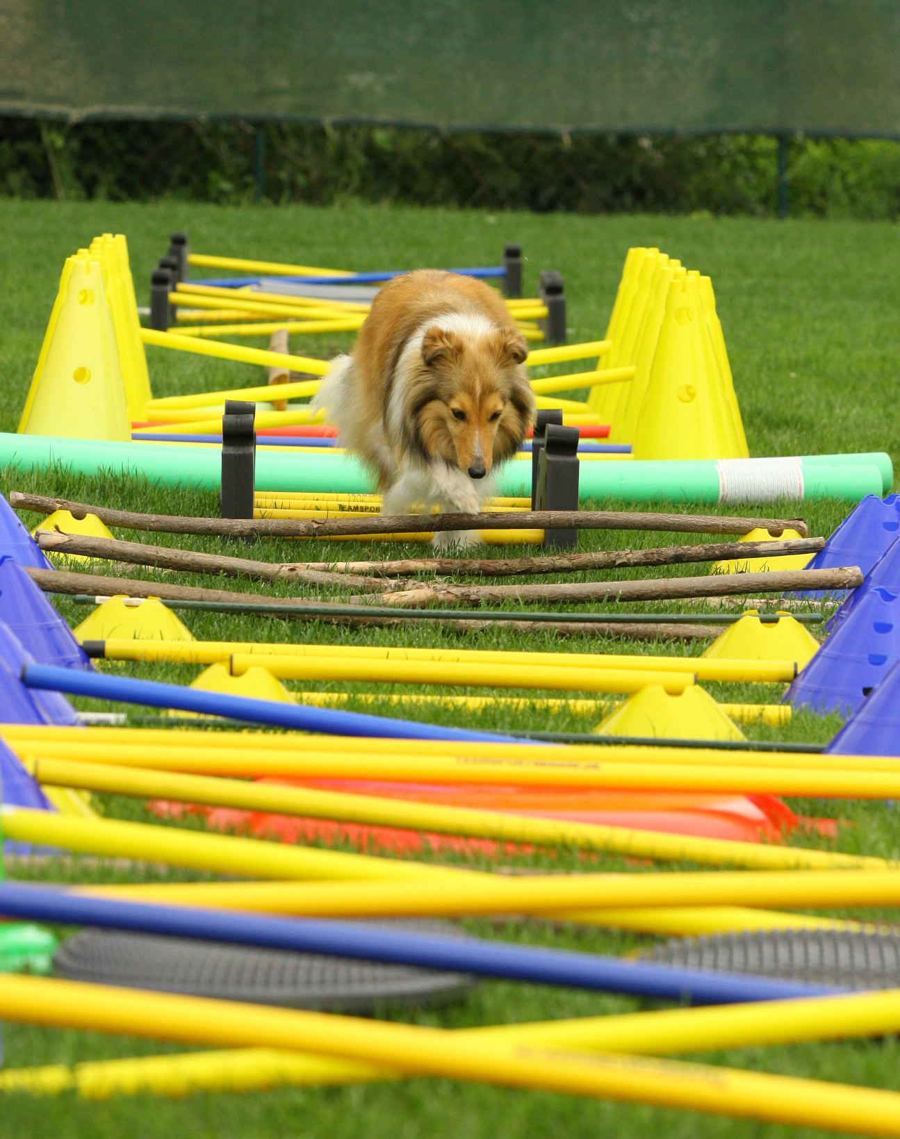 Cavaletti1