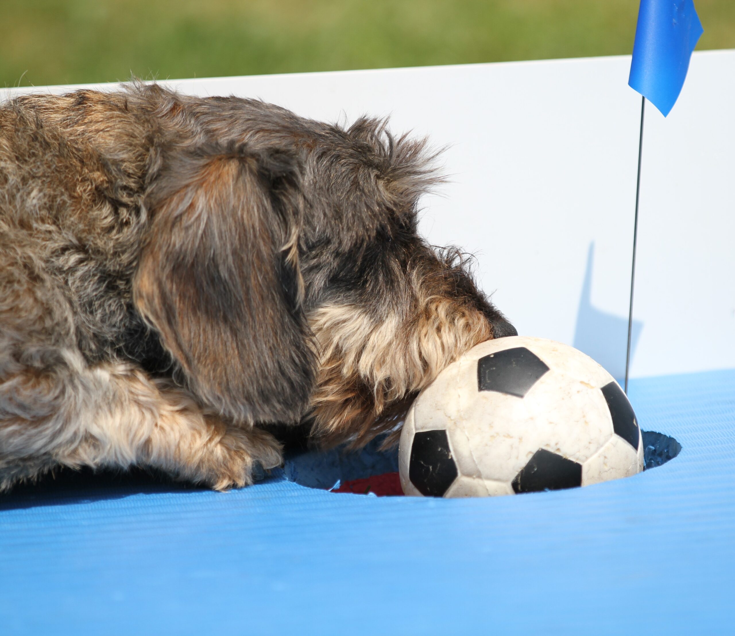 Doggi-Golf