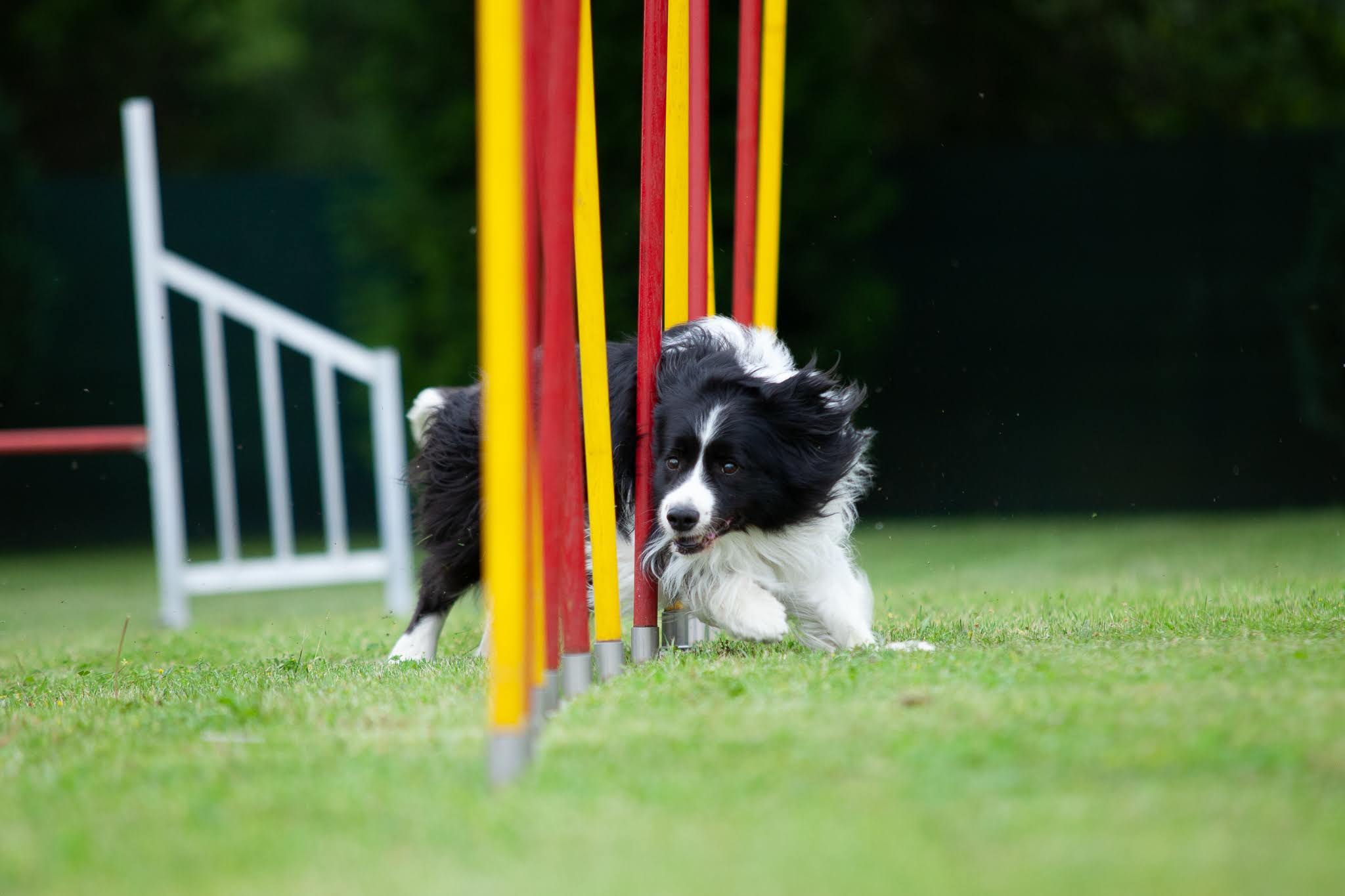 Agility 2(1)