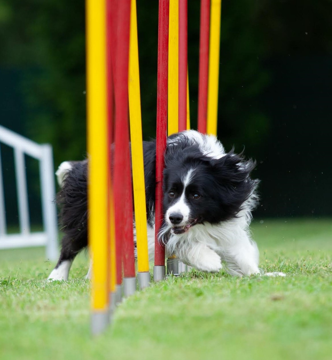 Agility 31