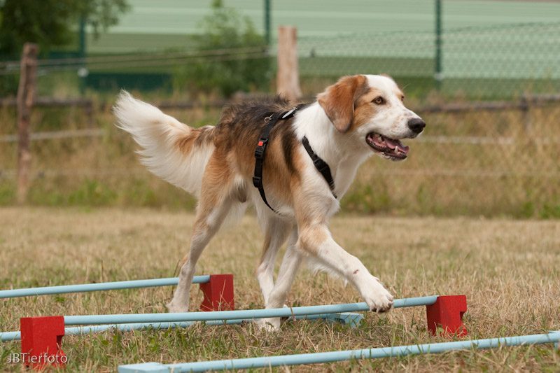 Cavaletti 6
