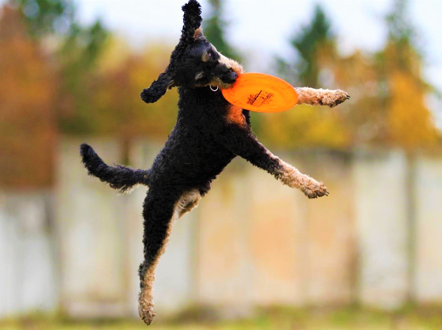 Doggi Fun 81