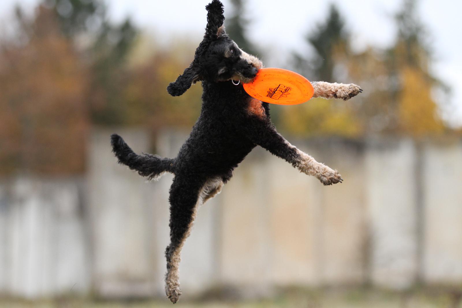 Frisbee 5