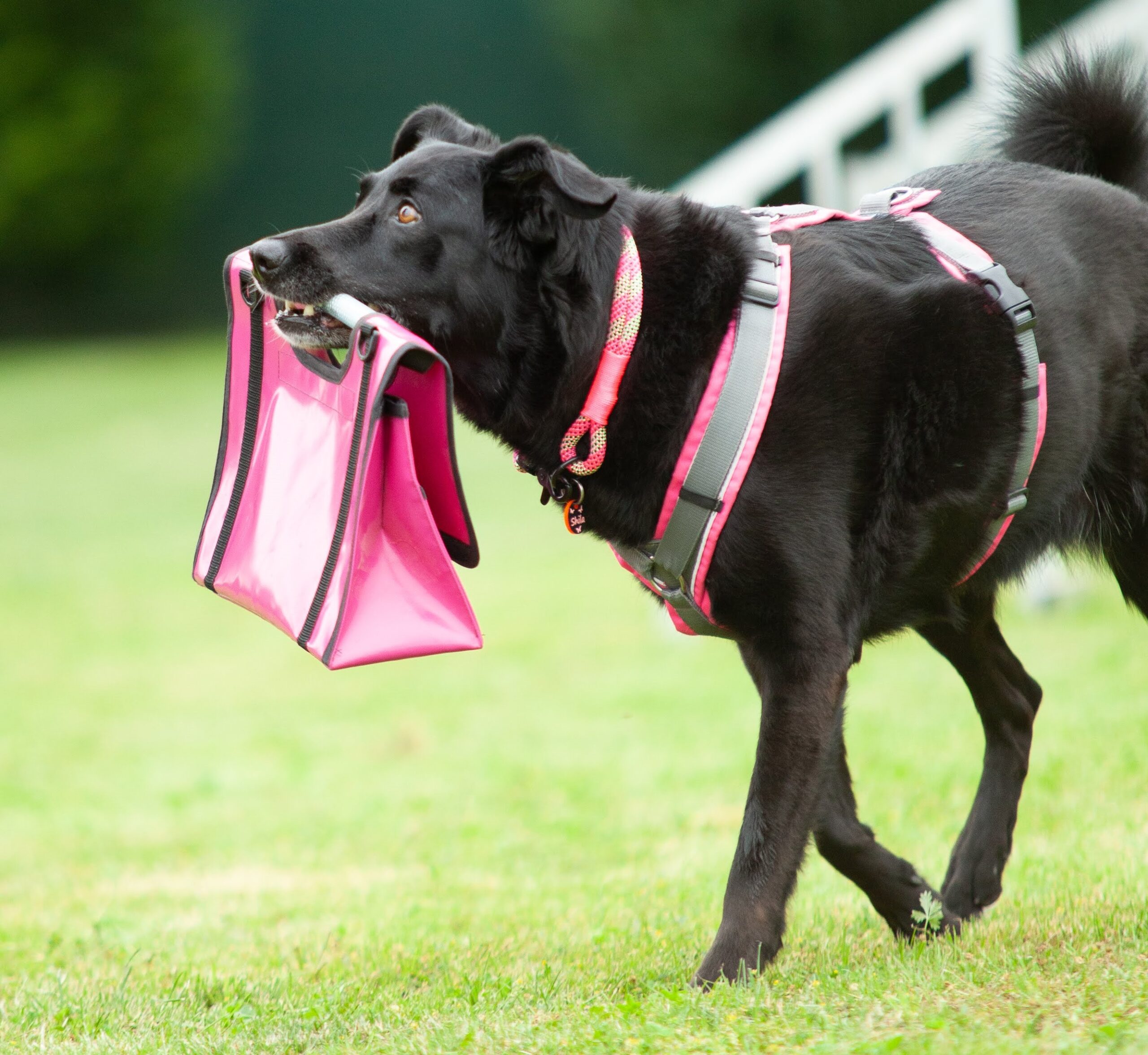 Trickdog31