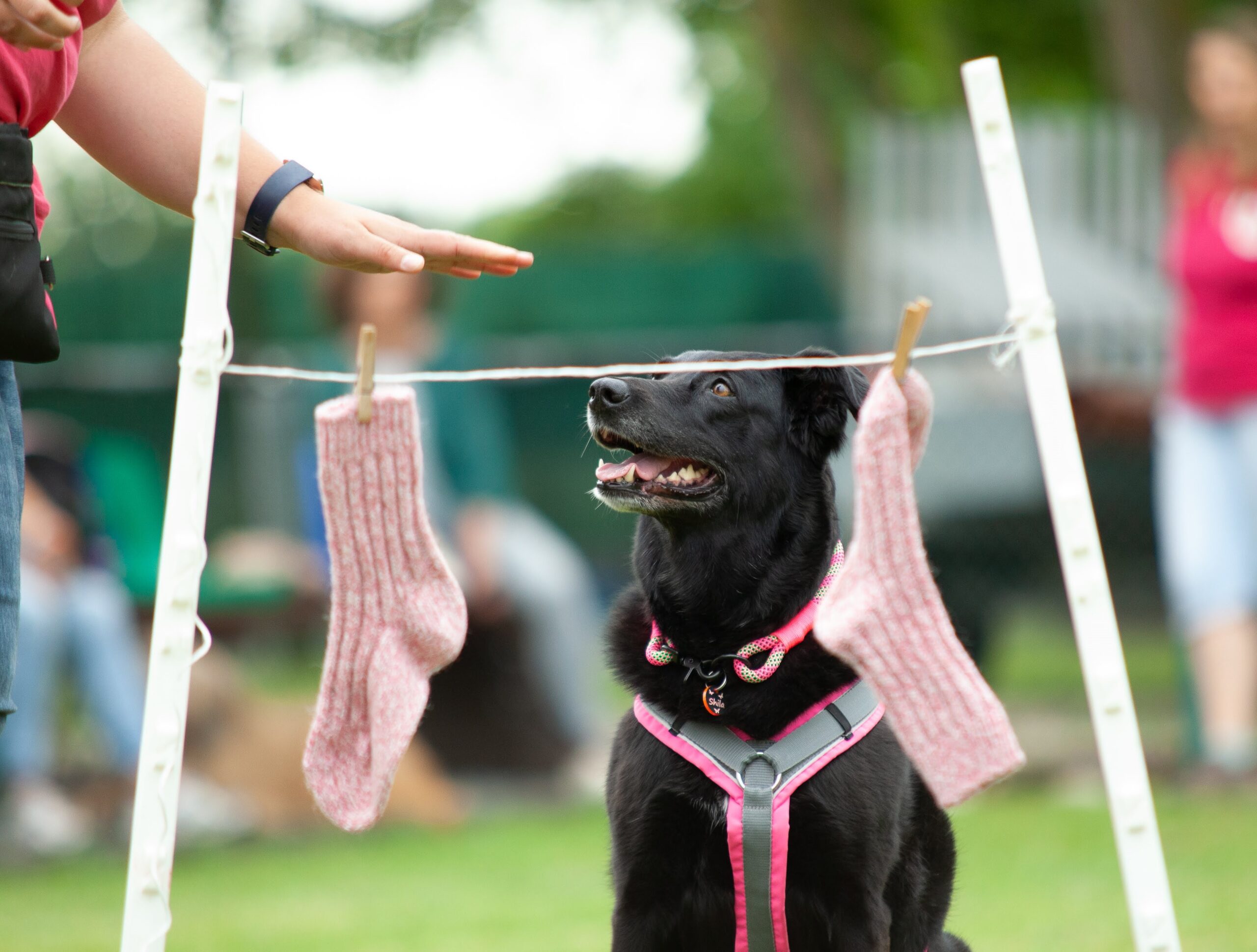 Trickdog5