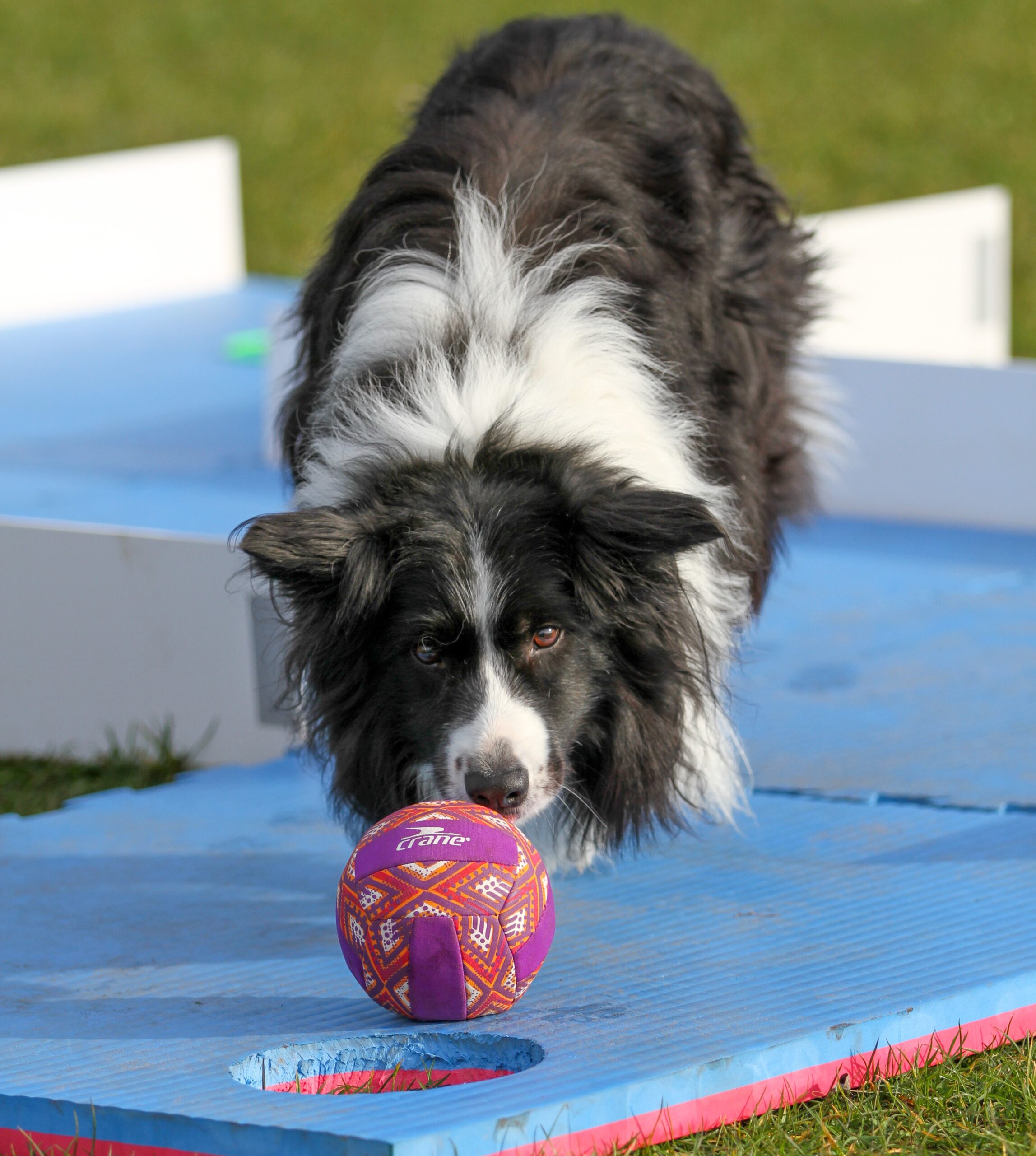 doggi golf 1