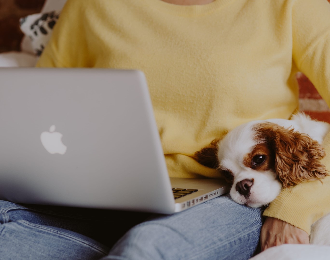 Online-Beratung-Hund
