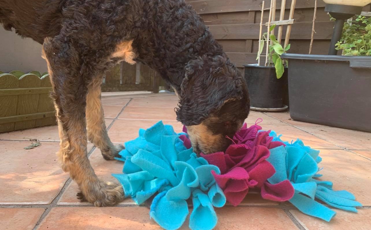 Spürhund