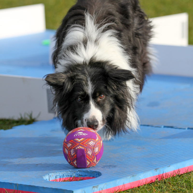 doggigolfkl