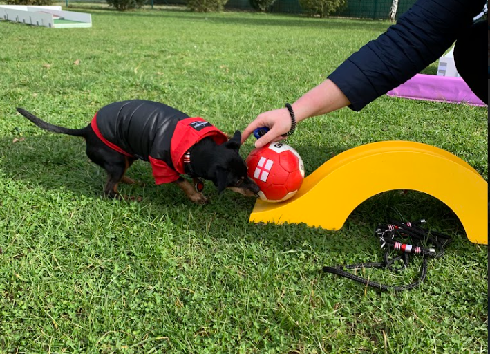 doggigolf1