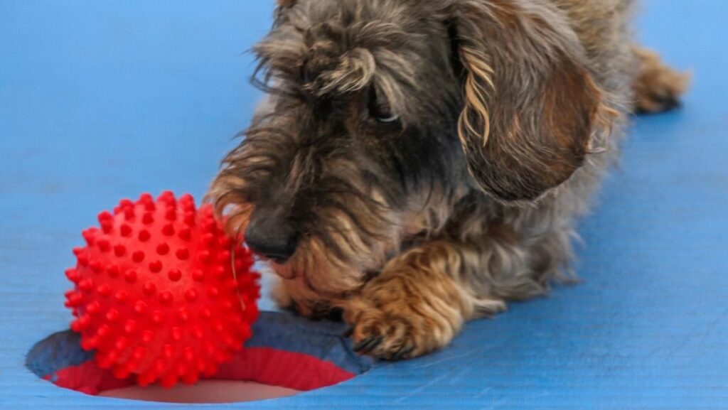 Hundeschule in Frankfurt & Darmstadt