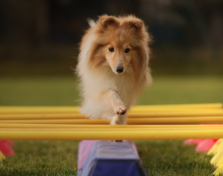Hundeschule in Frankfurt & Darmstadt