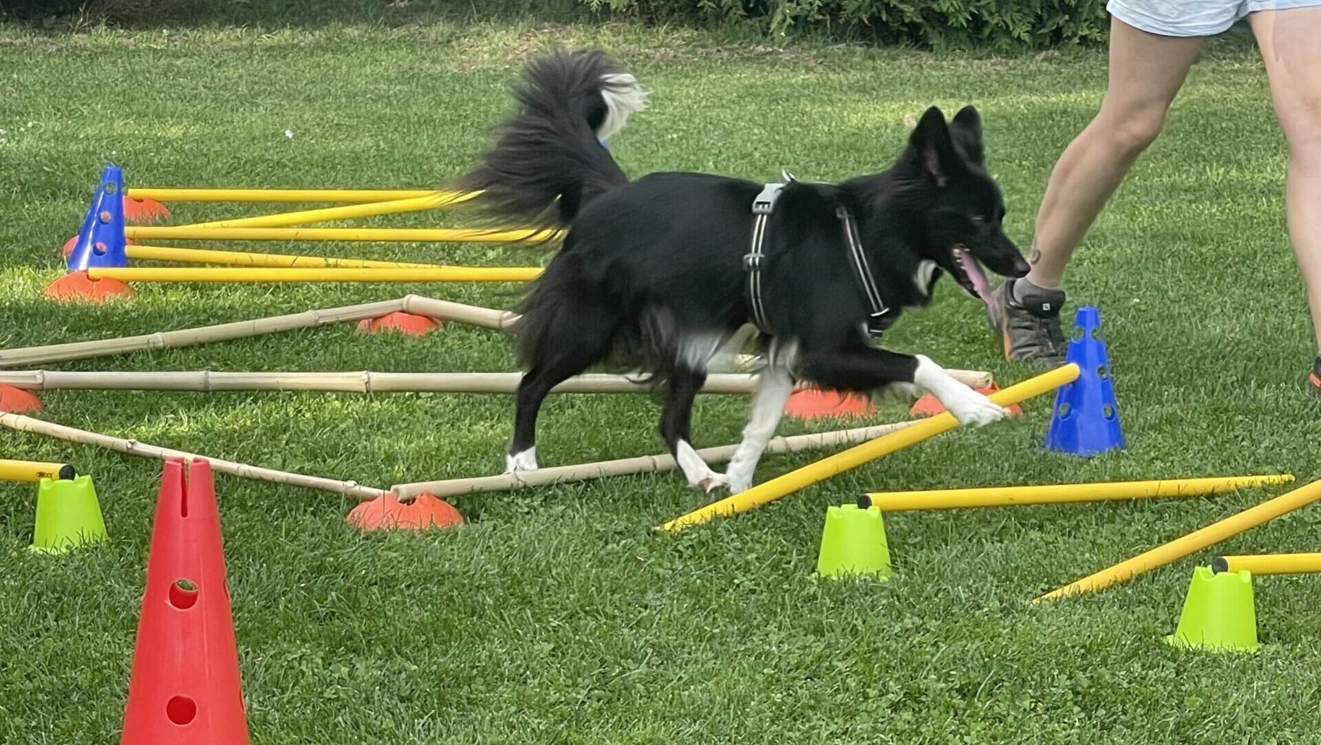 Cavaletti-Training für Einsteiger - doggi-fun