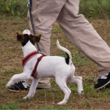 Einzeltraining Hund