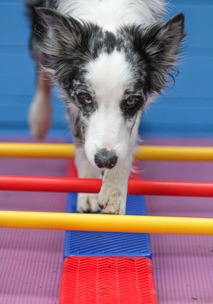 Cavaletti Trainerfortbildung