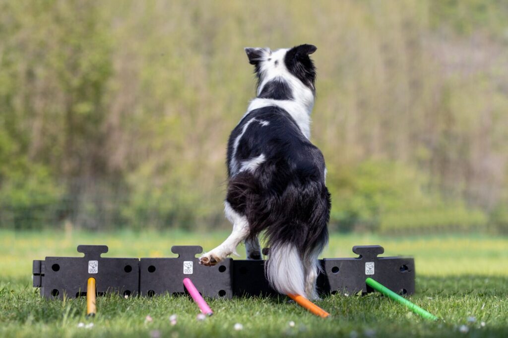 Cavaletti Trainerfortbildung