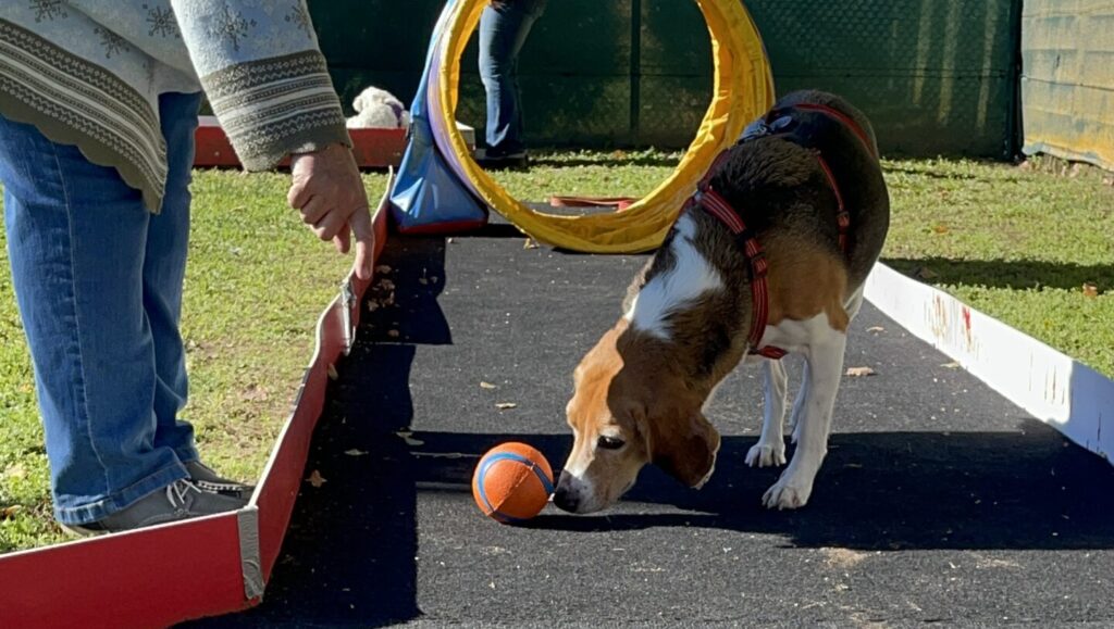 Trainerfortbildungs-Cover: doggi-golf