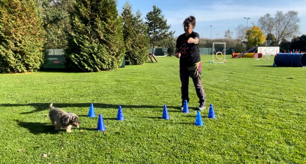 Longieren Trainerfortbildung