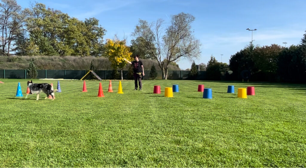 Longieren Trainerfortbildung